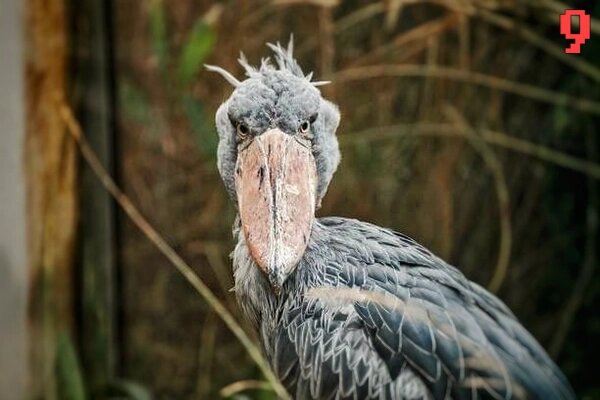 Pourquoi l'appelle-t-on aussi le ShoeBill ? Pourquoi l'appelle-t-on aussi le ShoeBill ?
