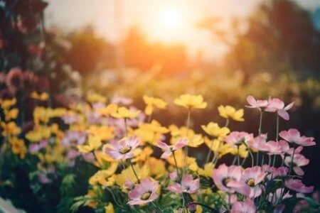 Site vitrine et boutique en ligne Fleurs & Plantes