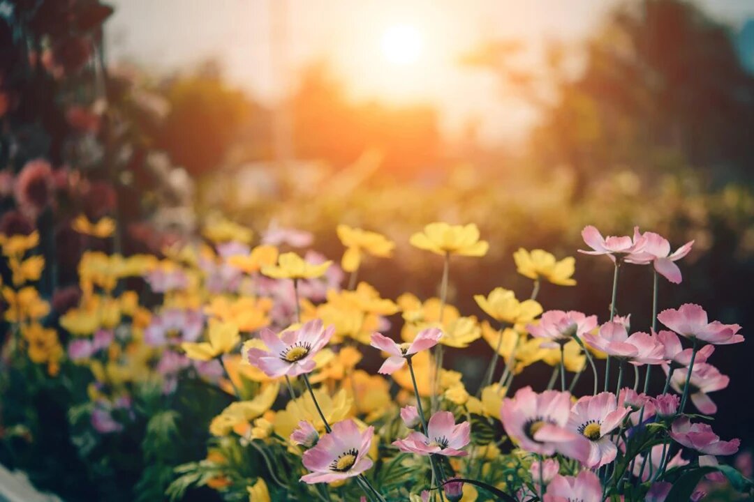 Site vitrine et boutique en ligne Fleurs & Plantes