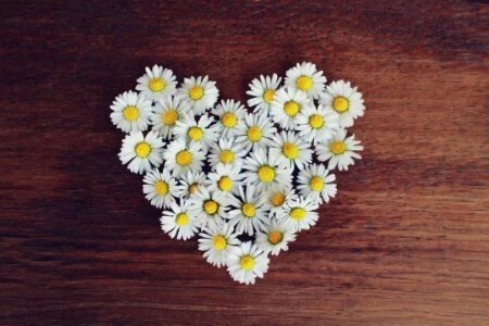 paquerette coeur cadeau paquerette coeur cadeau