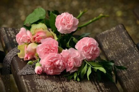 rose amour saint valentin rose amour saint valentin
